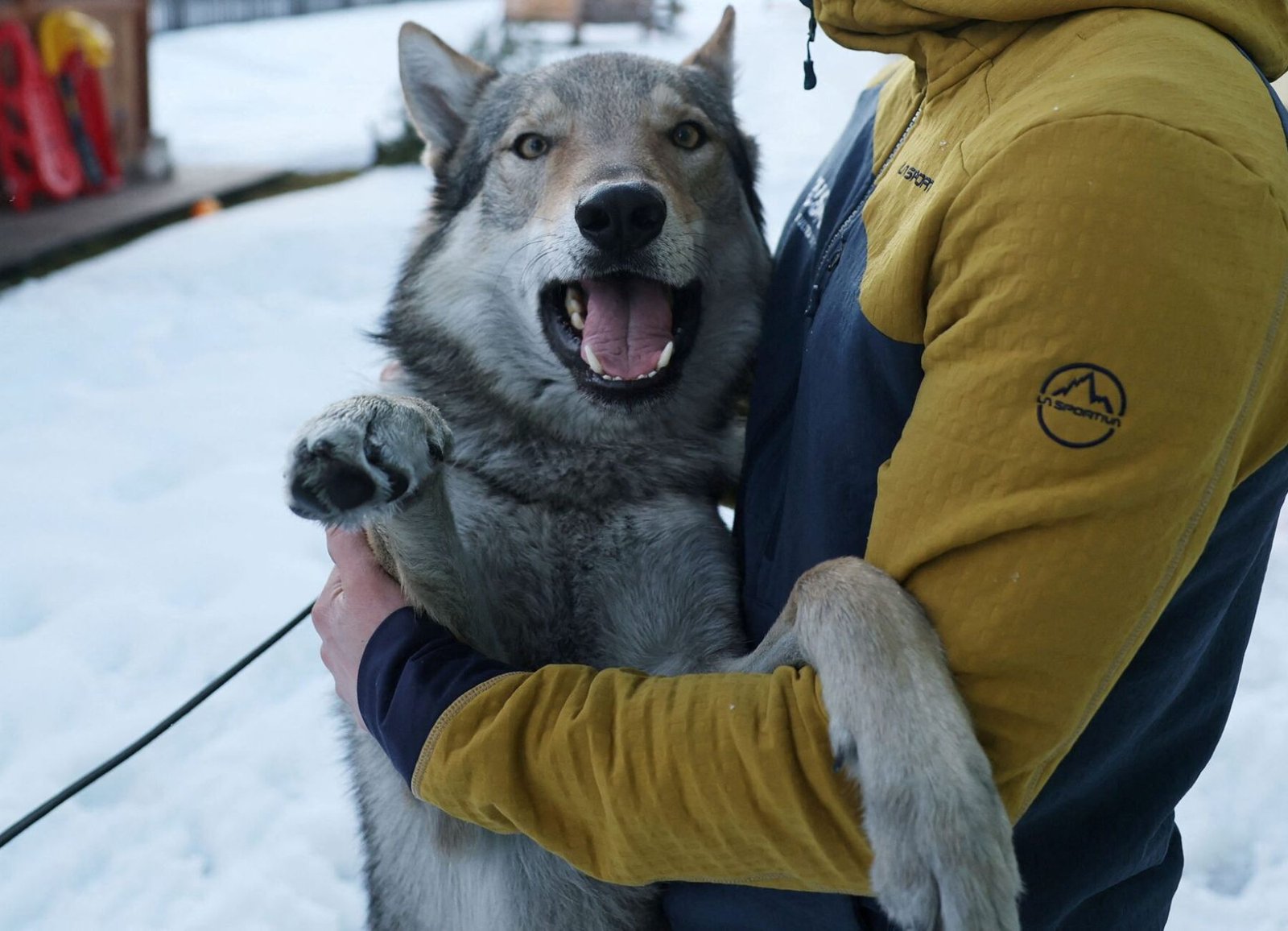 Nazgul the wolfdog is held by his owner after becoming a viral favourite at the Olympic Winter Games Milano Cortina 2026.