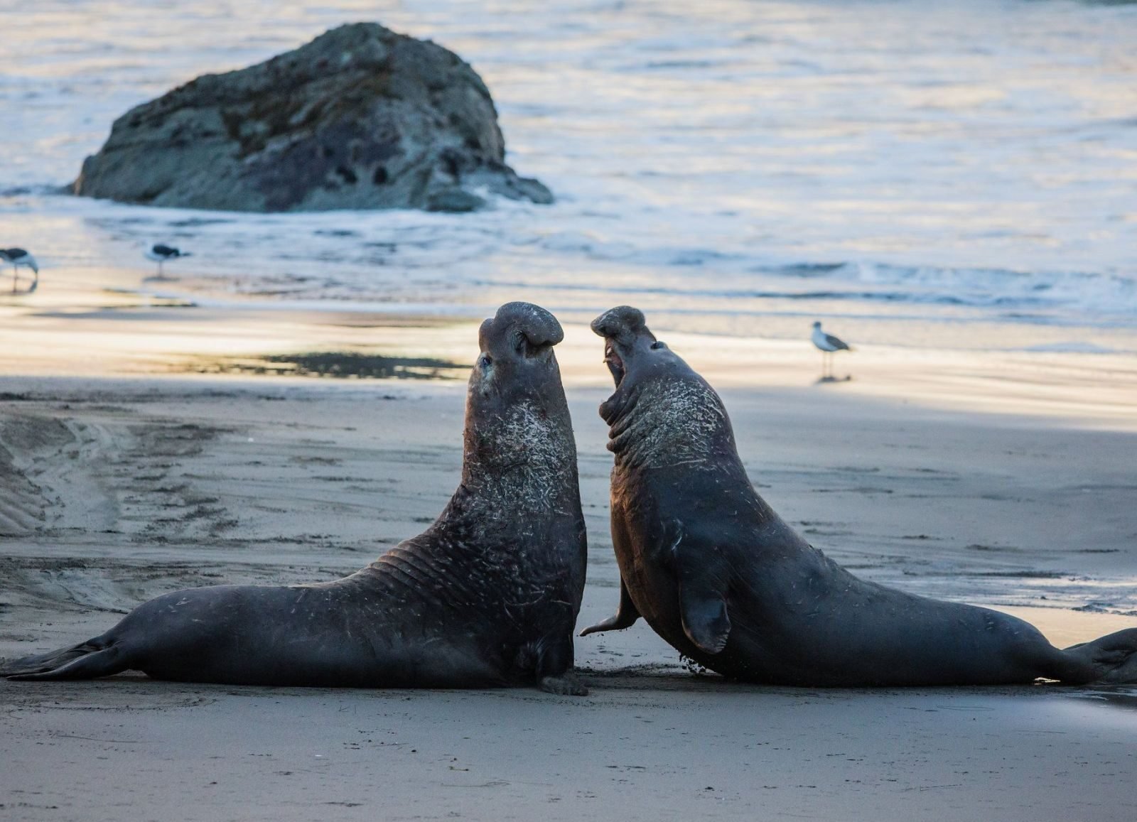 Elephant Seals in San Simeon, California 